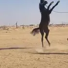 المهر حار جدا جدا