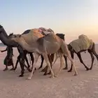 قعود باتلي طيب حمر العمر 8 شهور