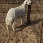 حري مشروع فحل