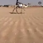 رحول هديه وطوع بس معفيه من الركوب