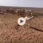 للبيع مراح كامل ضان عددها 320 مولد منها 79 تحتها86