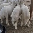 خرفان حريه 4-5 شهور
