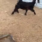 عناق بلديه. راحت