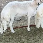 خروووف فحل مشروط ثني (تم البيع)