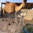 ناقه شعلا خلفه تحته قعود