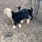 بهم نجد تربيه