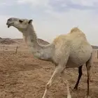 ناقه لقحه عفرا وضحا (( تم البيع ))