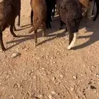 للبيع سواكن حمري ( تم البيع )
