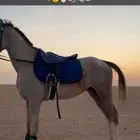 حصان شعبي للبيع