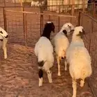 بهم طيب وسمان