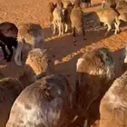 جذعان سواكن مربوط