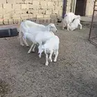 غنم للبيع امات بهم