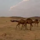 حشو