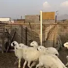طليان حري