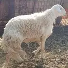 للبيع خرفان فحول