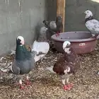 جوز