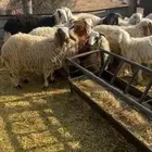 للبيع طليان فاخرره