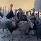 رومي فراريج