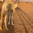 قعود جده الحاكم