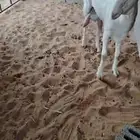 عنز حليب وافر شرط مسحوب عيالها ( مبيوعه )
