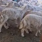للبيع غنم حريات مواليد