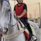تدريب ركوب خيل   تاجير
