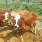 7ذكورو2 اناث