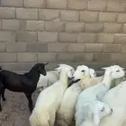 رخال بفحلها