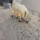 خروف نعيمي شرط القريع