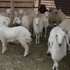 رخال حريات