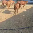 للبيع ذبايح سواكن طليان حمري فاخره