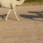 بكره وضحا لقيه ابوها رماني منتج