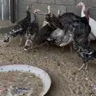 للبيع دجاج رومي العدد 8 الموقع بيشه التواصل واتساب