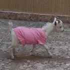 ماعز قزم