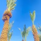نخل