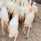 رخال وخرفان محايل عسير