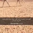 وضحاء عشراء تحتها قعود