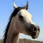 حصان واهو للبيع