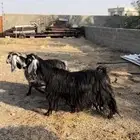 عنز دافع صننف