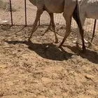 قعود شحم كفو الكفو