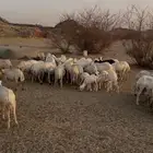 مراح كامل رفيديات وميديات للبيع