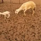 حريه رباع تحتها خروف