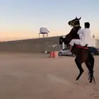 حصان شعبي للبيع