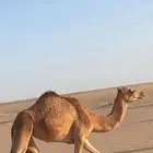 للبيع حقه أبوها هزام ولد هوايل ام الزبار وامها سودانيه