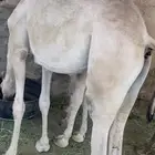 حشوان للبيع
