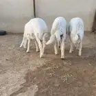 حريات خرفان