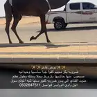 ضريبه كفو معزول منها بنتها سنها ثنيه