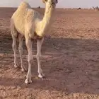 قعود