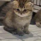 كيتنز سكوتش فولد
