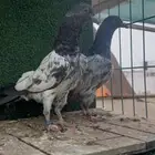 مفقود المدينه المنوره حمام باكستاني شت ولا عليه حجل العمده